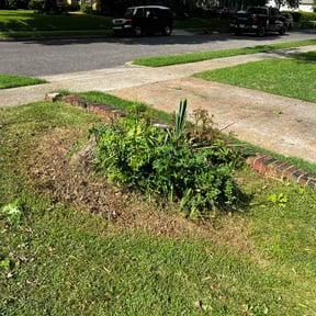 Bush Trimming by Nono  Landscape reviewed on June 5, 2026