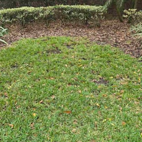 Leaf Removal by ROUNDTREE LAWN CARE LLC reviewed on January 18, 2026