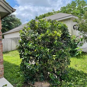 Bush Trimming by Tailor Made Lawn &amp; Snow reviewed on August 20, 2025