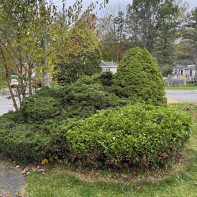 Bush Trimming by Osment Lawn Care reviewed on October 22, 2025