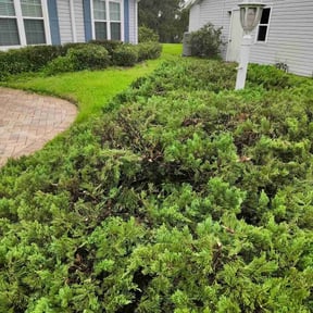 Bush Trimming by Rodriguez Gardening reviewed on November 26, 2025