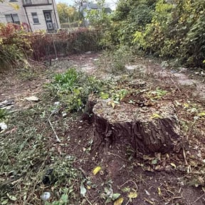 Bush Trimming by Lalux Landscape reviewed on November 23, 2025