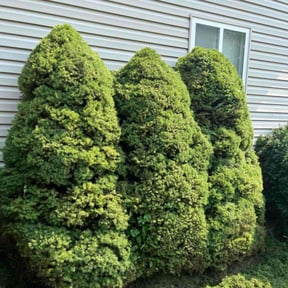 Bush Trimming by Clean Cuts Lawn Services reviewed on November 9, 2025