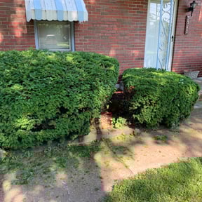 Bush Trimming by Dixiecup Mowing reviewed on August 19, 2025