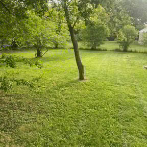 turf maintenance by Green Pride Landscape Maintenance LLC reviewed on August 19, 2025