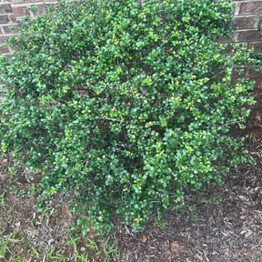 Bush Trimming by Residential maintenance reviewed on August 18, 2025