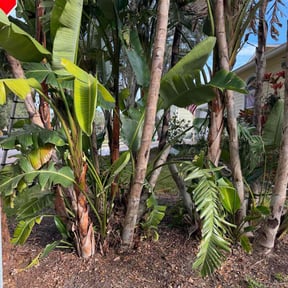 Bush Trimming by Go Turf Guy reviewed on June 28, 2022