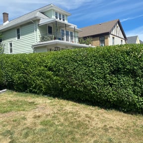 Bush Trimming by Milos lawncare and landscaping reviewed on November 23, 2025