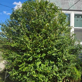 Bush Trimming by Guzarc Lawn Services LLC reviewed on October 19, 2025