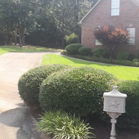 Bush Trimming by Dirty Deed's Lawn Care reviewed on August 16, 2025