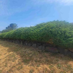 Bush Trimming by On Call Services reviewed on August 16, 2025