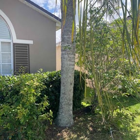 Bush Trimming by MVD Lawncare LLC reviewed on August 14, 2025