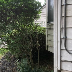 Bush Trimming by 20-20 Lawn Care reviewed on August 21, 2025