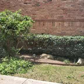Bush Trimming by Looney's Luna Lawn Service reviewed on August 18, 2025