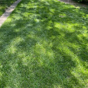 lawn care services by The guy property maintenance reviewed on August 16, 2025