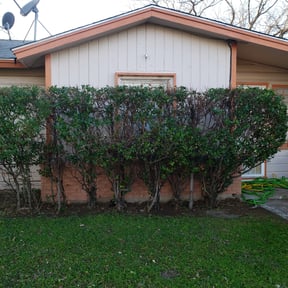 Bush Trimming by Green Ranch Lawncare and Pressure Washing reviewed on August 19, 2025