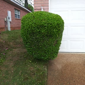 Bush Trimming by M&J LawnService LLC reviewed on August 19, 2025