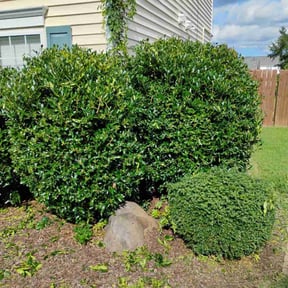 Bush Trimming by Pop and Son-Get it Done reviewed on November 23, 2025