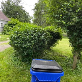 Bush Trimming by Forever Green FG LLC reviewed on December 8, 2025