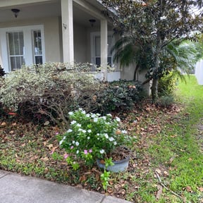 Bush Trimming by Paul Landis Dba Pro Turf Landscape and Lawn care reviewed on August 22, 2024