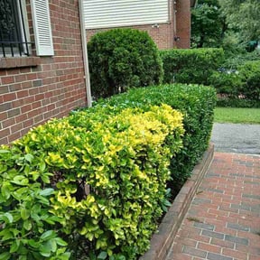 Bush Trimming by Branch Divine Lawn Service reviewed on August 1, 2026