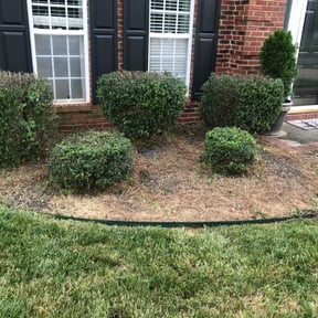 Bush Trimming by Michelangelo's reviewed on August 16, 2025
