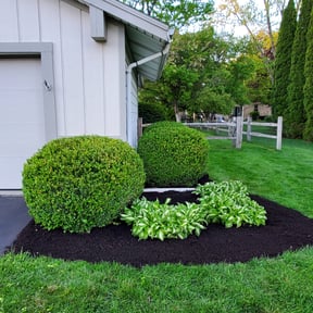Bush Trimming by Hoot PM Inc reviewed on August 21, 2025
