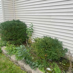 Bush Trimming by S & D Lawn Care Solutions reviewed on August 18, 2025
