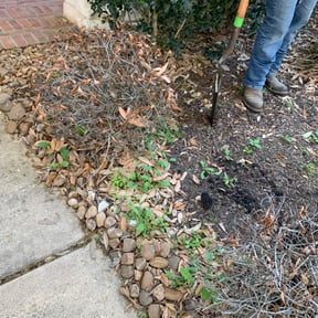 Bush Trimming by Morgan Henry Lawn Care reviewed on August 20, 2025