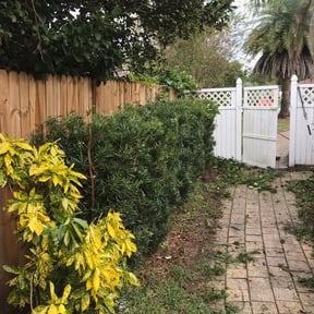 Bush Trimming by MR. M Home Services LLC reviewed on August 14, 2025