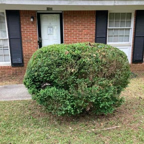Bush Trimming by Down To Earth Landscaping reviewed on August 19, 2025