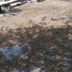 Leaf Removal by Diego Mojica Lawn Care reviewed on August 21, 2025