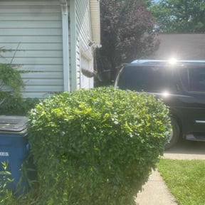 Bush Trimming by Blessed Lawn Care Services & Odd Jobs reviewed on August 18, 2025