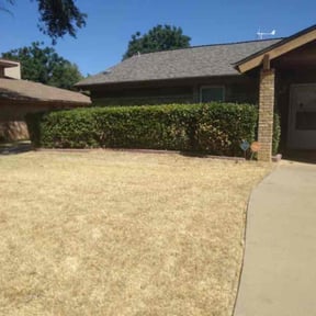 Bush Trimming by real lawn service reviewed on August 21, 2025