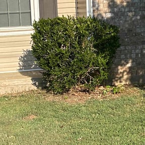 Bush Trimming by Marty&#039;s L.L.h reviewed on November 9, 2025