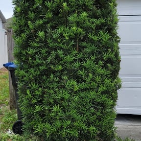 Bush Trimming by Scooter Mania reviewed on August 19, 2025