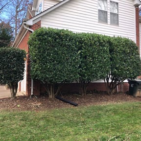 Bush Trimming by D’s Fresh Cut Lawn Care reviewed on August 16, 2025