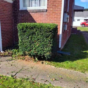 lawn maintenance by Brandon’s property services reviewed on March 12, 2024