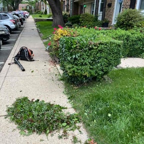 Bush Trimming by veterans services reviewed on August 15, 2025