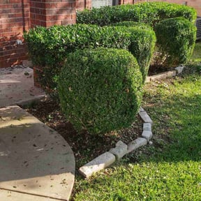 Bush Trimming by Green planet LRC reviewed on August 21, 2025
