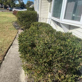 Bush Trimming by Trezor Solutions LLC reviewed on November 18, 2025