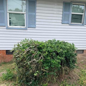Bush Trimming by Sage Outdoor Services reviewed on June 7, 2026