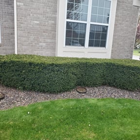Bush Trimming by Fleur De Lis Landscaping reviewed on August 20, 2025