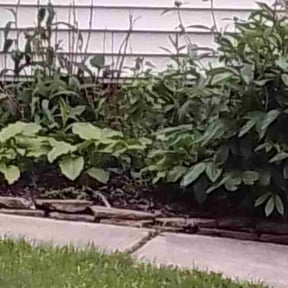Bush Trimming by RT Lawncare & Tree Specialist reviewed on August 17, 2025