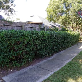 Bush Trimming by Gia Mobile Detailing reviewed on August 15, 2025
