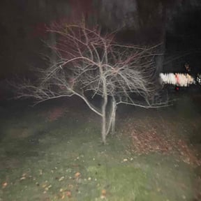 Bush Trimming by Wash&#039;s landscaping reviewed on October 18, 2025