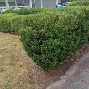 Bush Trimming by LYJO Enterprise LLC reviewed on June 7, 2026