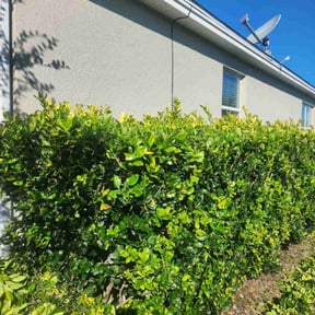 Bush Trimming by Awesome landscaping reviewed on November 19, 2025