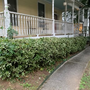 Bush Trimming by Holders' Beautification LawnStyles and Care reviewed on August 20, 2025