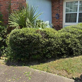Bush Trimming by Libertos landscaping junk removal reviewed on August 19, 2026